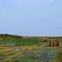 Пойменный луг :: Виктор Журавлев 