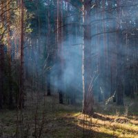 Сосновое утро :: Евгений Тарасов 