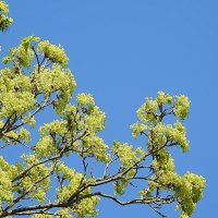 весенние зарисовки :: ИННА ПОРОХОВА