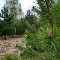 Робкие шаги весны :: Галина Минчук