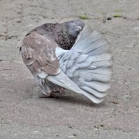 Учу как чистить пёрышки.. :: Валентина Нефёдова Учу как чистить пёрышки.. :: Валентина Нефёдова