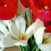 Украшение мая! :: Валентина  Нефёдова 