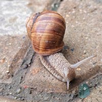 Виноградная улитка (Helix pomatia) :: Денис Бочкарёв