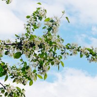 Яблоня :: Олег Яблоня :: Олег