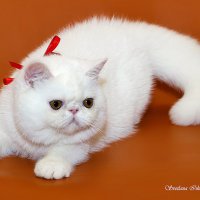 Зося :: Светлана Ищенко