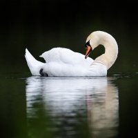 Белый лебедь :: Владимир Лазарев