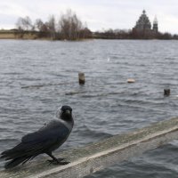 Строгий страж заповедного острова :: Ольга 