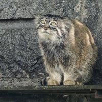 Манул Тимофей :: <<< Наташа >>>