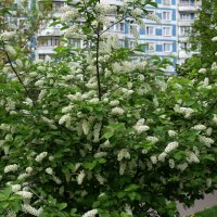 Черёмуха :: Олег Черёмуха :: Олег