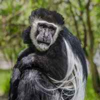 Колобус :: SanSan 