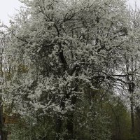 Весеннее цветение :: Танзиля Завьялова