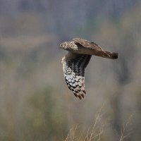 А ещё бывает лунь... :: Владилен Панченко А ещё бывает лунь... :: Владилен Панченко