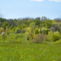 Зеленая палитра Весны... :: Надежда Куркина Зеленая палитра Весны... :: Надежда Куркина