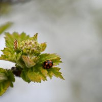Божья коровка :: Ольга 