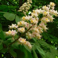 Цветы конского каштана обыкновенного :: Наиля Цветы конского каштана обыкновенного :: Наиля