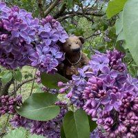 Любишкин в сиреневом облаке) :: Любовь 