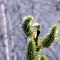 Весенний "Кавалер" :: Анатолий Пашковский