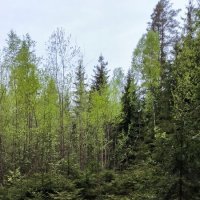 Весенний лес. :: Ольга Весенний лес. :: Ольга