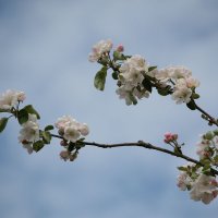 Весна-красна. :: Геннадий Порохов Весна-красна. :: Геннадий Порохов