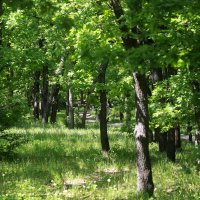 В парке :: Андрей Л. В. В парке :: Андрей Л. В.