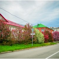 Яблоневая аллея в цвету. :: Михаил К Яблоневая аллея в цвету. :: Михаил К