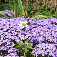 Phlox subulata :: Гуля Нагиева