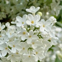 Сиреневое время :: Pippa 