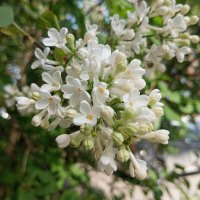 Белая сирень расцветает :: Елена Семигина Белая сирень расцветает :: Елена Семигина