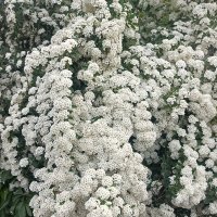 Водопад цветов :: Татьяна Пальчикова