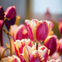 ЦВЕТЫ -тюльпаны    сорт  Tulipa New Santa :: МАРИЯ ПОПОВА