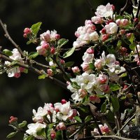 весенние зарисовки :: ИННА ПОРОХОВА