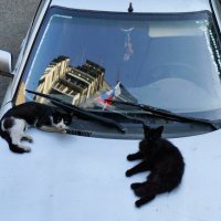 Городские коты... :: Николай Саржанов Городские коты... :: Николай Саржанов