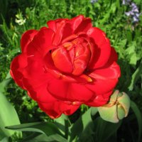 Махровый красавец :: Людмила Смородинская