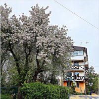 Весна в Зеленоградске. :: Валерия Комова