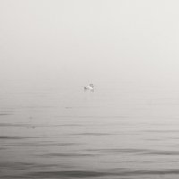 Зимы обетованной беглецы. :: Анатолий Щербак