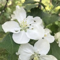 Яблоневый цвет :: Елена Семигина Яблоневый цвет :: Елена Семигина