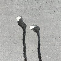 ЧЁРНОЕ ФЛАМИНГО, ДИТЯ АСФАЛЬТА. ЧЁРНОЕ ФЛАМИНГО ТУТ НАТЕКЛО КОГДА-ТО. МОЖЕТ В ЖИЗНИ ПРОШЛОЙ :: Юрий Вовк ЧЁРНОЕ ФЛАМИНГО, ДИТЯ АСФАЛЬТА. ЧЁРНОЕ ФЛАМИНГО ТУТ НАТЕКЛО КОГДА-ТО. МОЖЕТ В ЖИЗНИ ПРОШЛОЙ :: Юрий Вовк