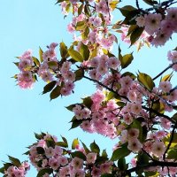 Украшение мая! :: Ольга Украшение мая! :: Ольга