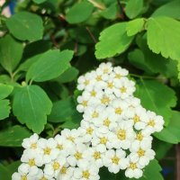 Весеннее :: Елена Семигина Весеннее :: Елена Семигина