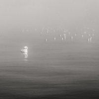 Зимы обетованной беглецы. :: Анатолий Щербак Зимы обетованной беглецы. :: Анатолий Щербак