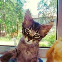 Тимоша :: Сергей Кочнев