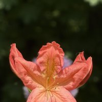 Рододендроны :: Pippa 