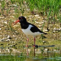 Кулик-сорока (Haematorus ostralegus). :: Вадим Синюхин