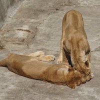 Львицы греются на солнце в Московском зоопарке. :: александр 