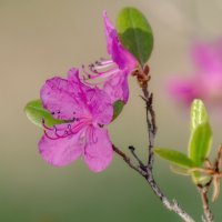 Рододендрон :: Виктор Иванович Чернюк Рододендрон :: Виктор Иванович Чернюк