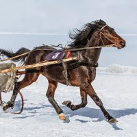 Бега :: SanSan 