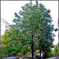 Городские зарисовки. :: Ольга Довженко Городские зарисовки. :: Ольга Довженко