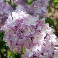 Сирень :: Елена Семигина Сирень :: Елена Семигина