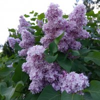 Время сирени :: Андрей Лукьянов Время сирени :: Андрей Лукьянов