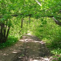 уютная дорожка :: Елена Шаламова